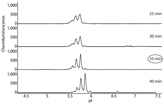 Optimization of PS IgG focusing time on Peggy Sue when using Maurice reagents