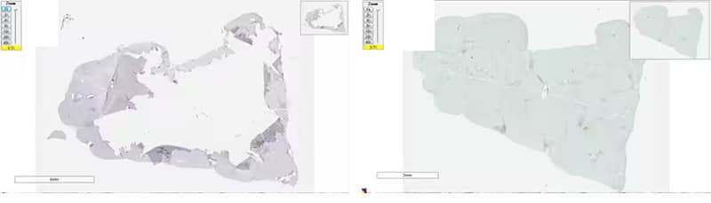 RNAscope images showing tissue detached from slide and corrected issue