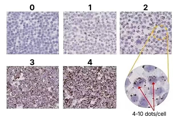 Image showing RNAscope Scoring Guidelines on HeLa control slides at 20X magnification.