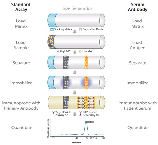 Comparison of standard Simple Western assay and Serum Antibody Assay