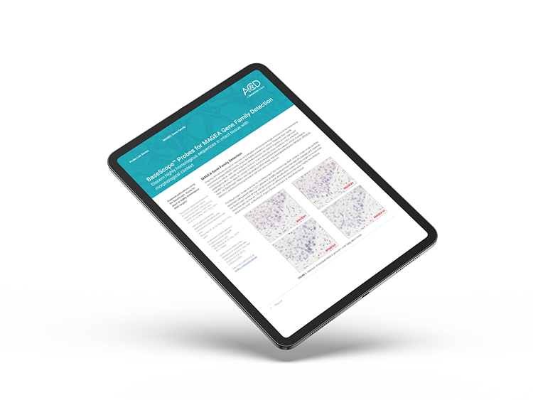 BaseScope probes MAGEA