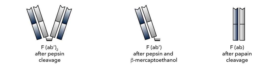 F(ab) Antibody Fragments