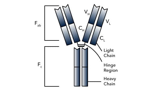 Antibody Structure