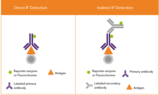 Direct vs indirect antibody detection