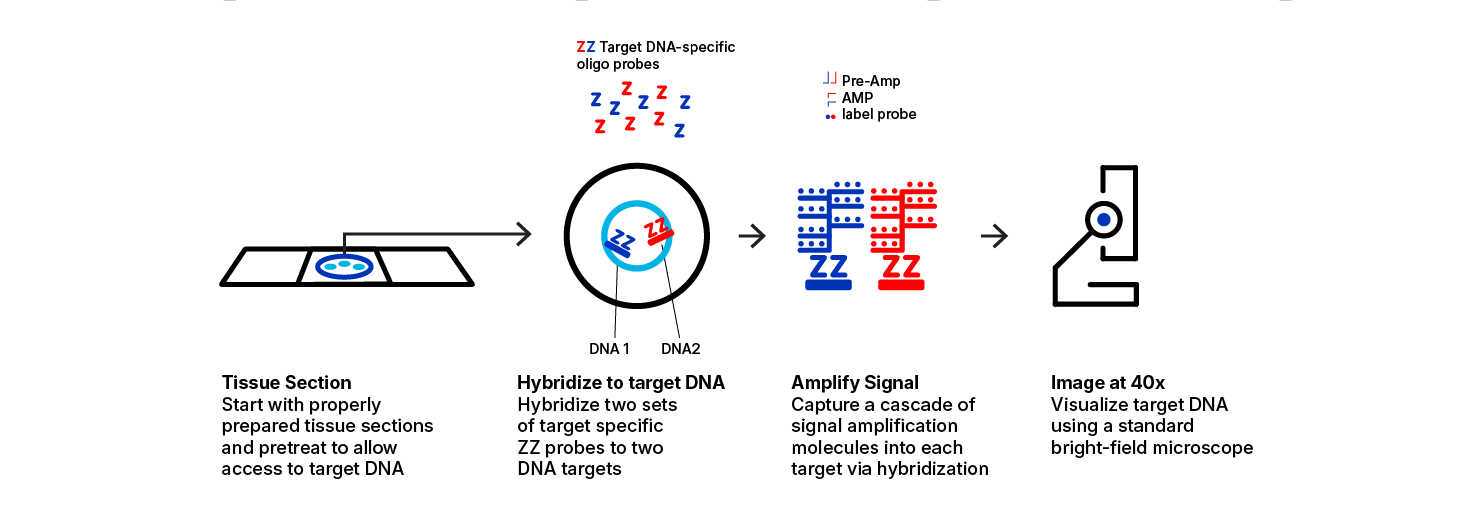 DNAscope chromogenic duplex workflow