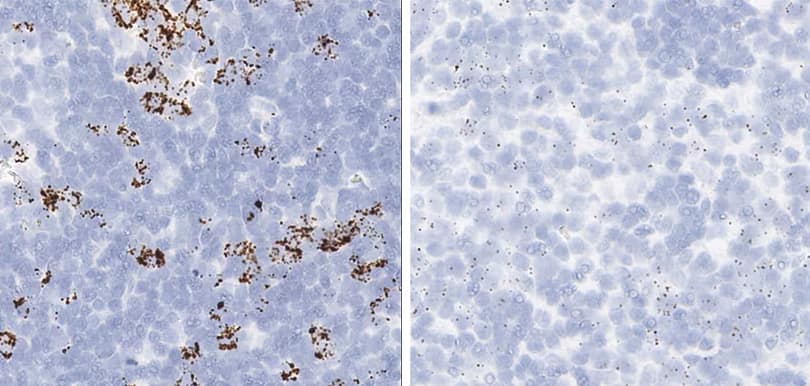 RNAscope assay Proliferation and apoptosis markers in dog lymph node tissue