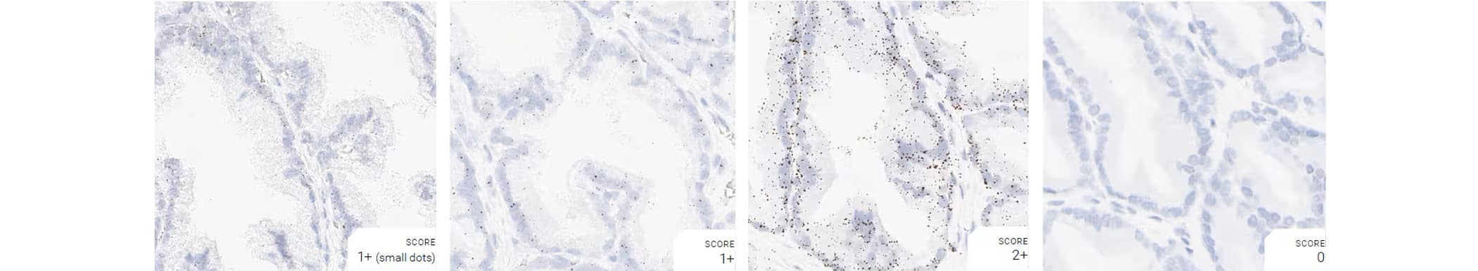 Positive and negative control probe data from dog prostate using RNAscope