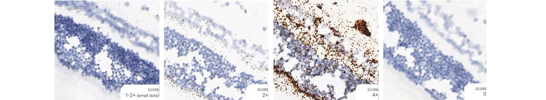 Positive and negative control probe data from dog retina using RNAscope