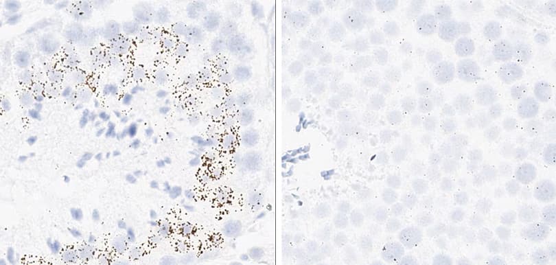 RNAscope Proliferation and apoptosis markers dog testis