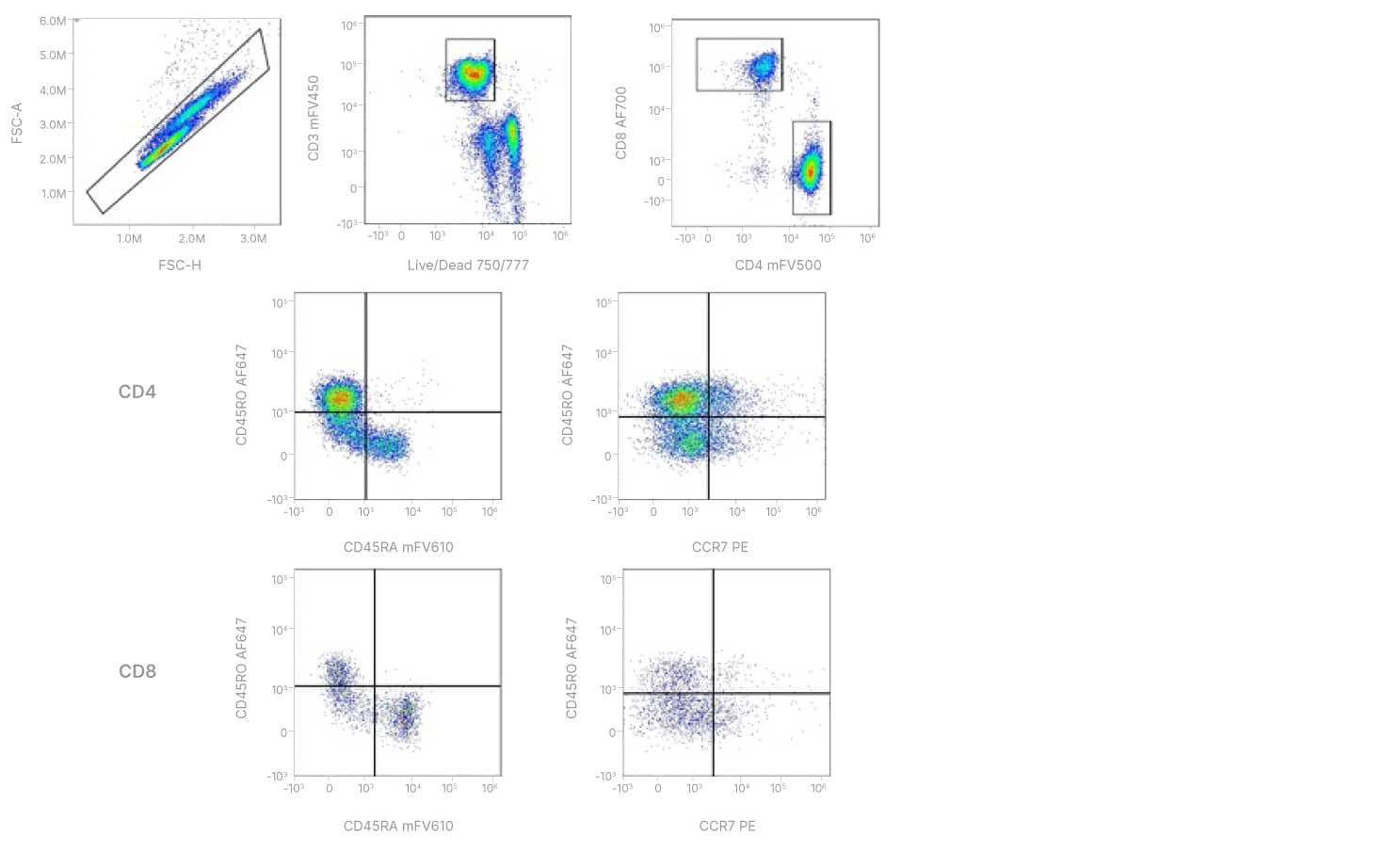 Multicolor antibody memory T cell panel is able identify human memory T cell subsets