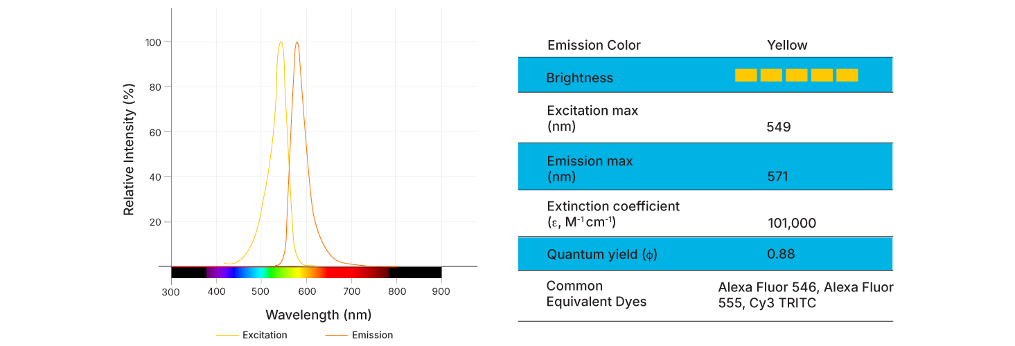 Janelia Fluor® Conjugated Antibodies | Bio-Techne