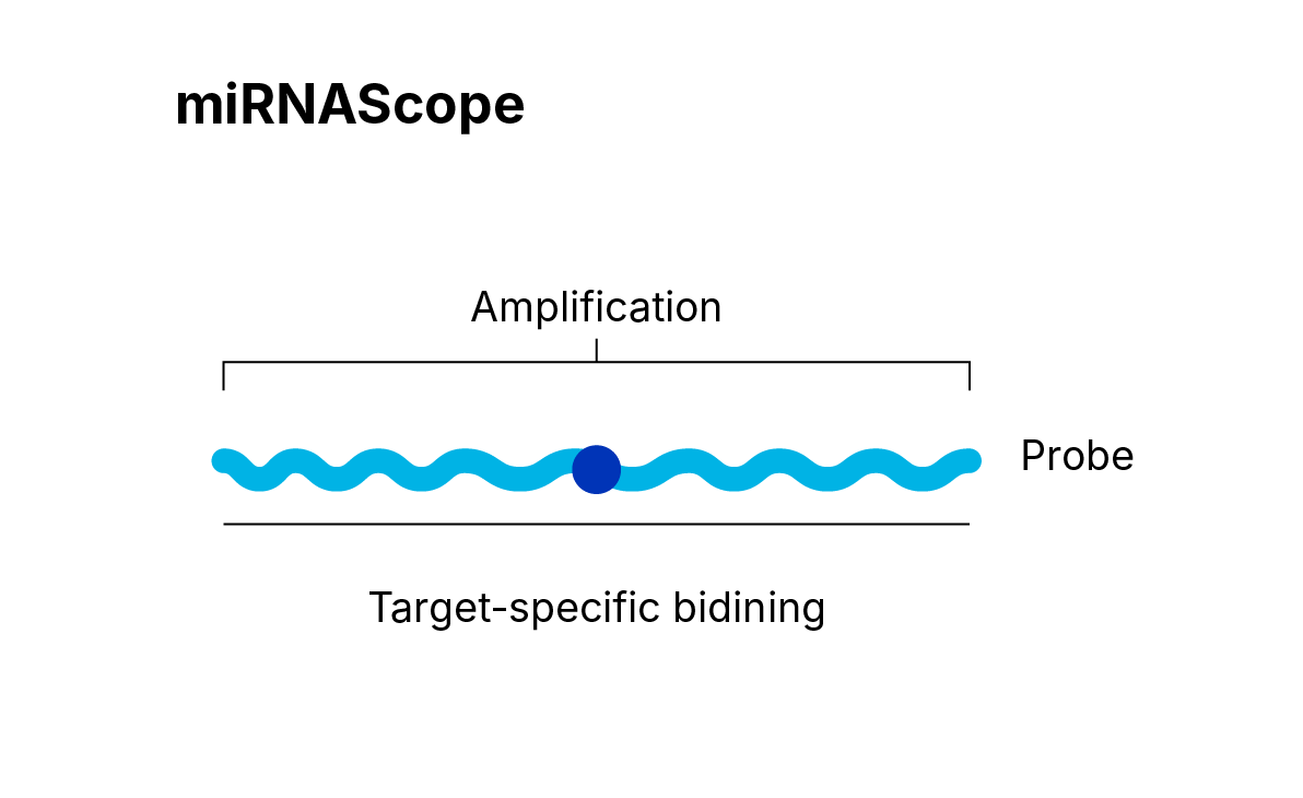  miRNAscope Assays