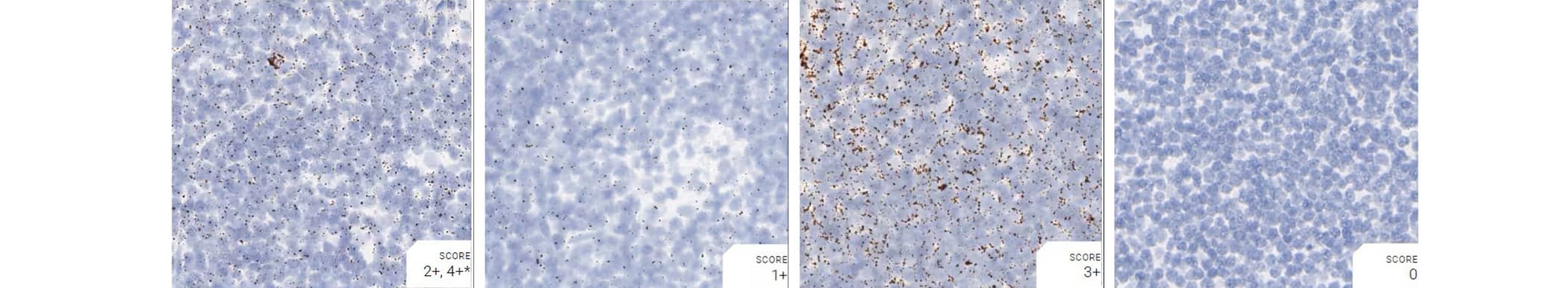 RNAscope assay using positive and negative control probes in monkey lymph node tissue