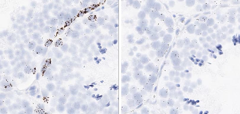 RNAscope assay showing proliferation and apoptosis markers in monkey testis tissue