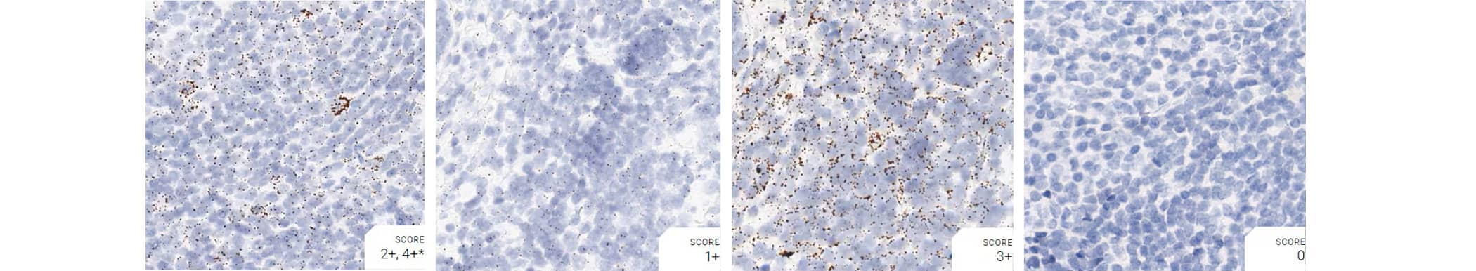 RNAscope assay using positive and negative control probes in monkey tonsil tissue