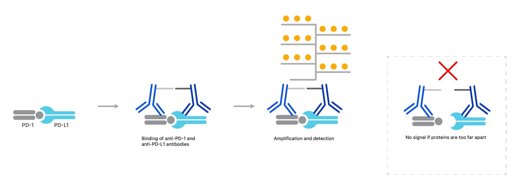 ACD ProximityScope technology overview PD-1 PD-L1