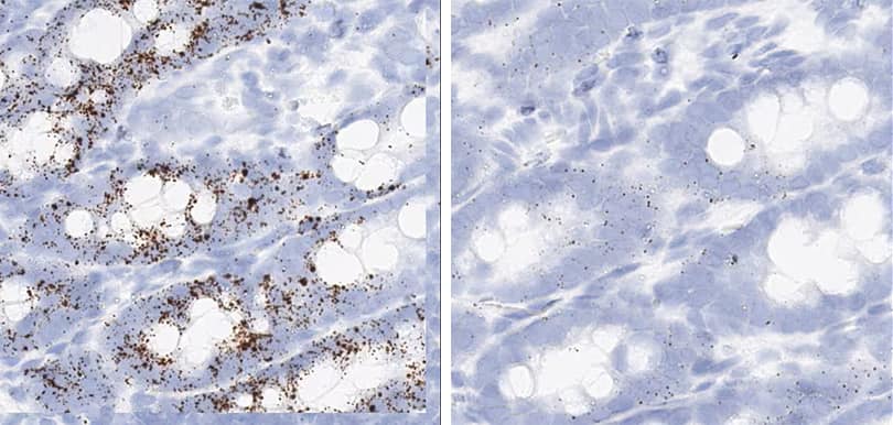 RNAscope Proliferation and apoptosis markers rat duodenum