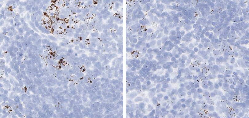 RNAscope Proliferation and apoptosis markers rat lymph node