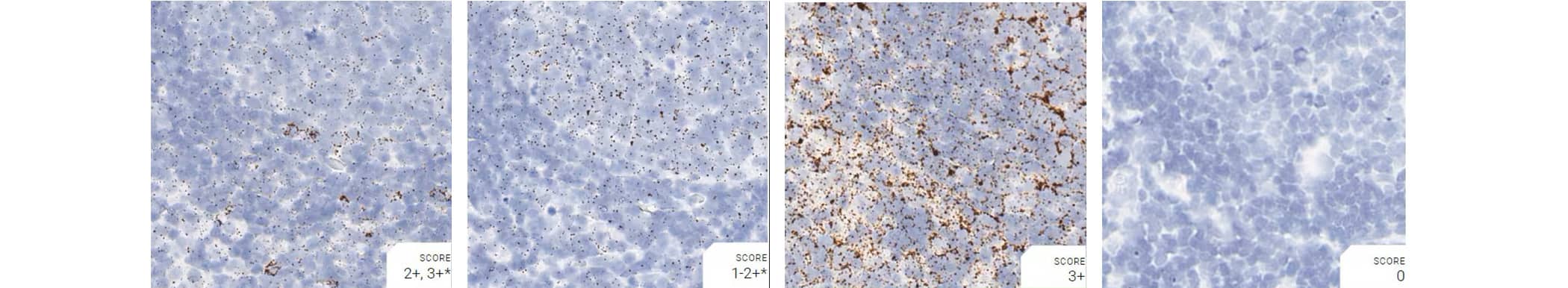 RNAscope images from rat lymph node showing positive and negative control probe data 