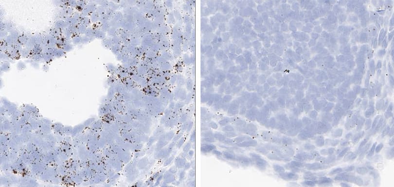 RNAscope Proliferation and apoptosis markers rat ovary