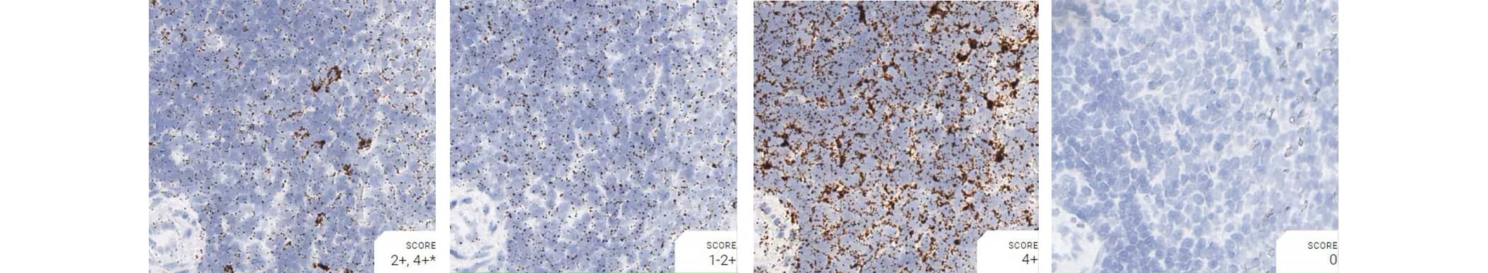 RNAscope images from rat spleen showing positive and negative control probe data 