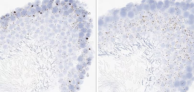 RNAscope Proliferation and apoptosis markers in rat testis