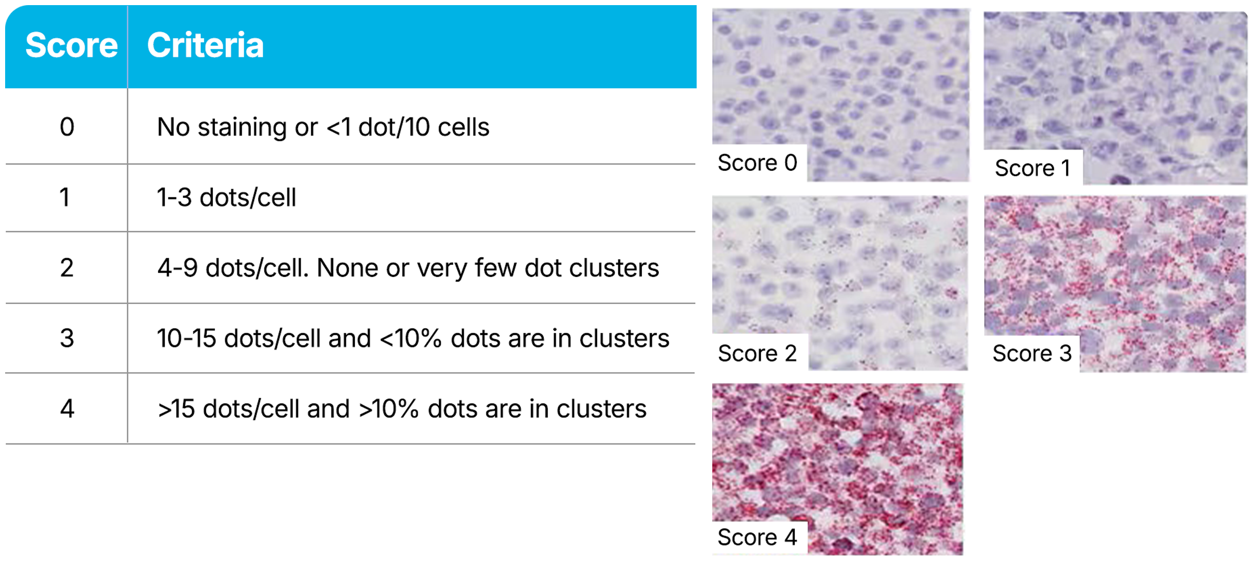 RNAscope images showing semi-quantitative scoring guidelines 