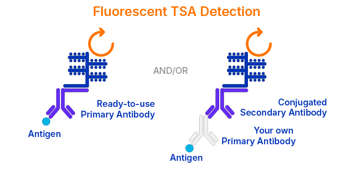 Illustration of fluorescent TSA detection with RNAscope multiomic LS assay