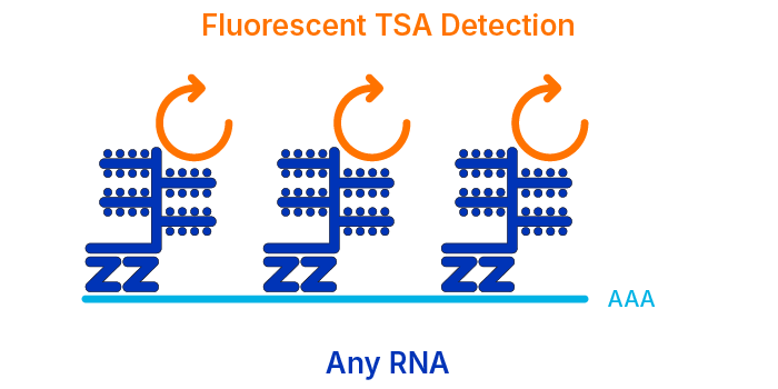 Illustration of fluorescent TSA detection with RNAscope multiomic LS assay