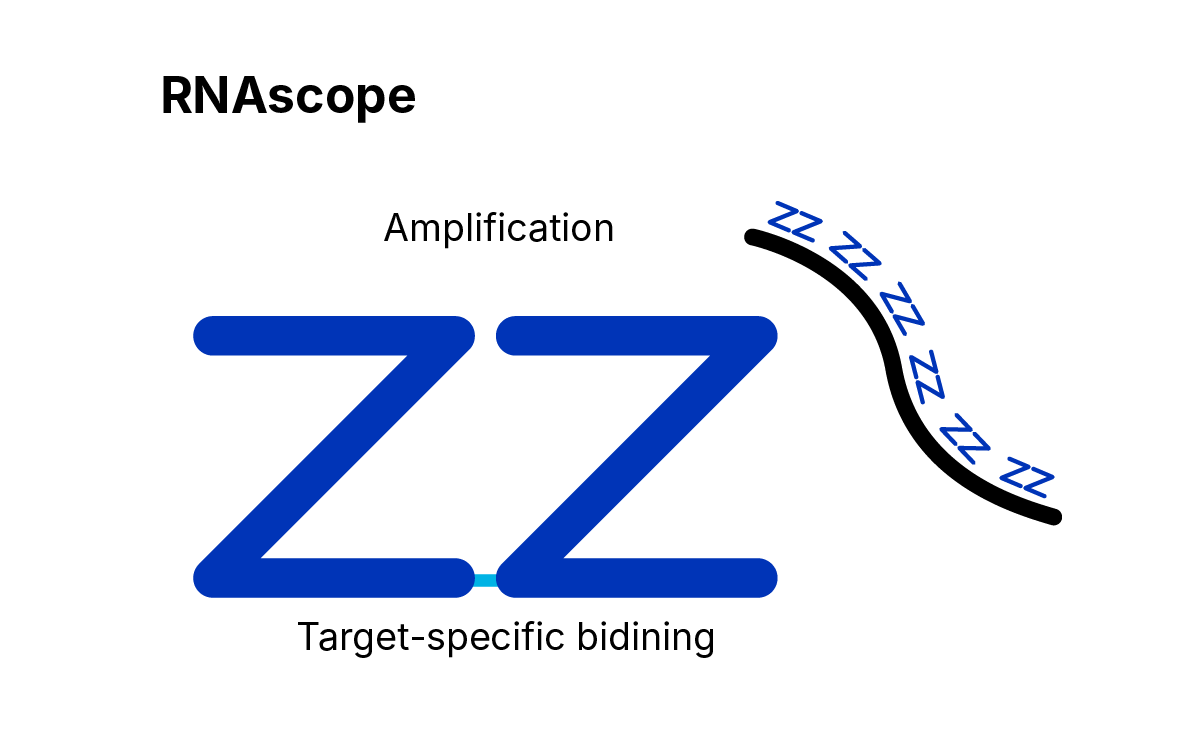 RNAscope Assays