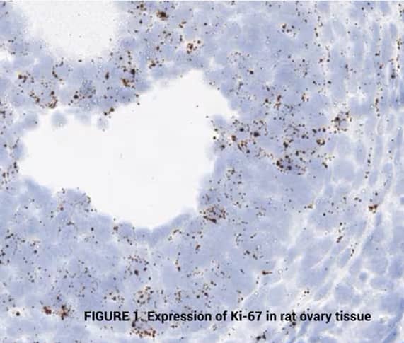 RNAscope image showing expression of Ki-67 in rat ovary tissue 