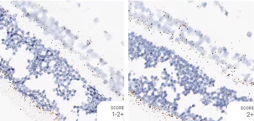 RNAscope assay comparing pretreatment conditions using positive control probe CI-POLR2A dog retina