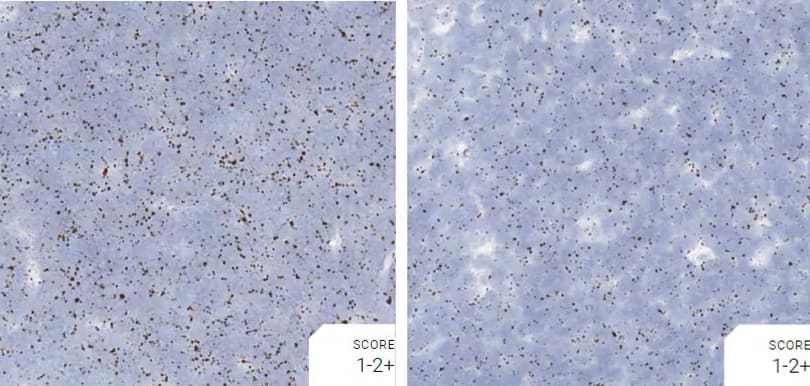 RNAscope assay comparing pretreatment conditions using positive control probe CI-POLR2A dog thymus