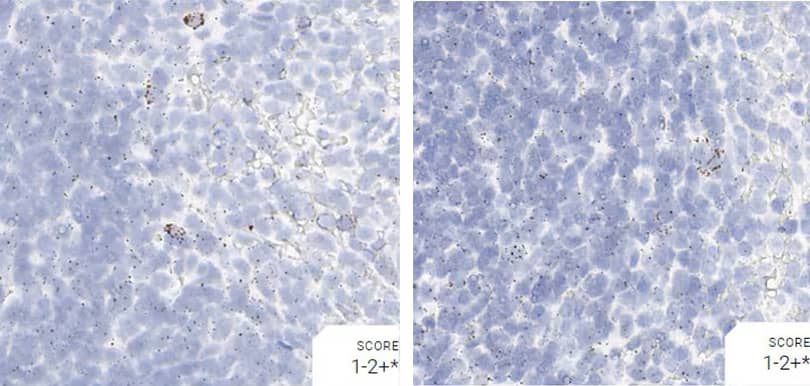 RNAscope images comparing pretreatment conditions using positive control probe Hs-ppib in monkey spleen