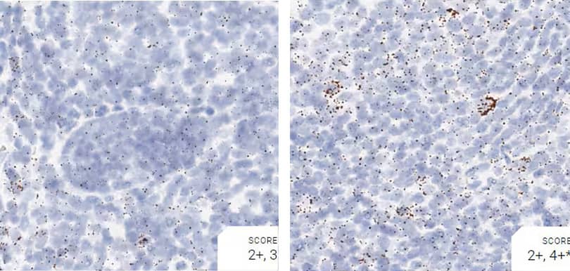 RNAscope images comparing pretreatment conditions using positive control probe Hs-ppib in monkey tonsil