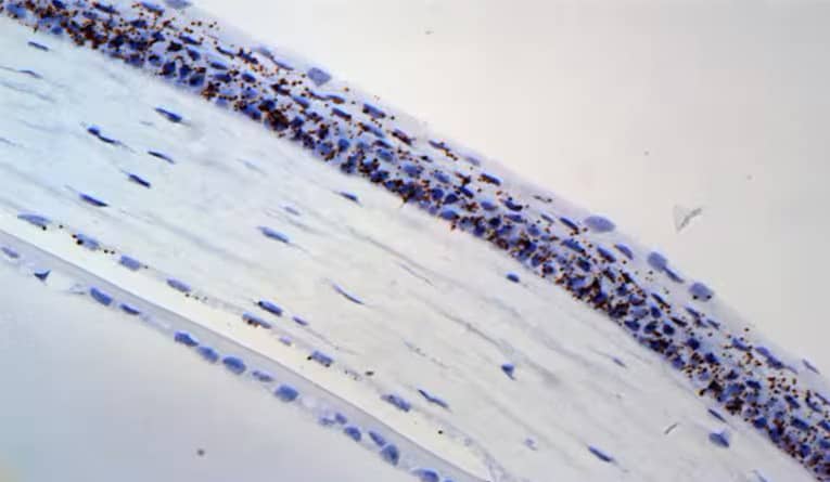 RNAscope single-plex chromogenic assay image showing Wnt4 in eye tissue