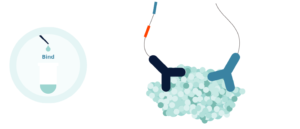 Step 1: Target Binding