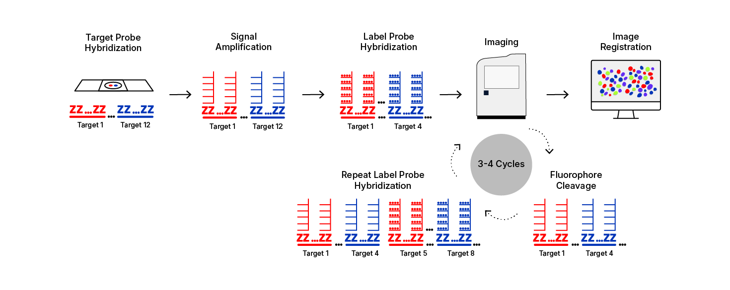 RNAscope HiPlex assay provides signal amplification for simultaneous visualization of up to 12 RNA targets in FFPE and up to 48 targets in fresh and fixed frozen samples by performing iterative fluorescent imaging rounds.