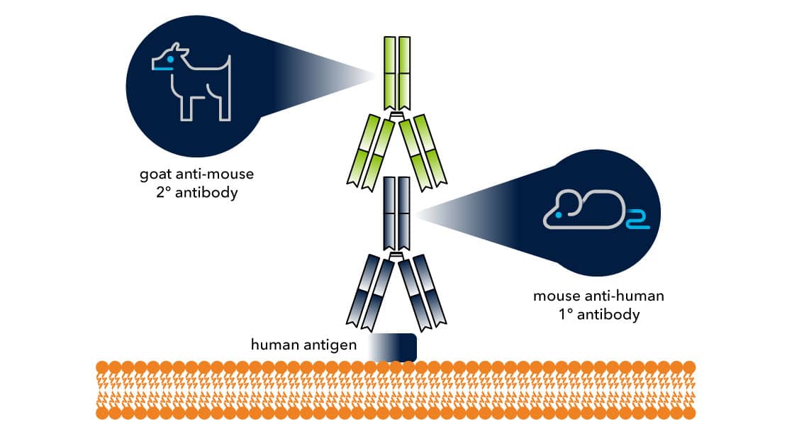 Generation of a Secondary Antibody