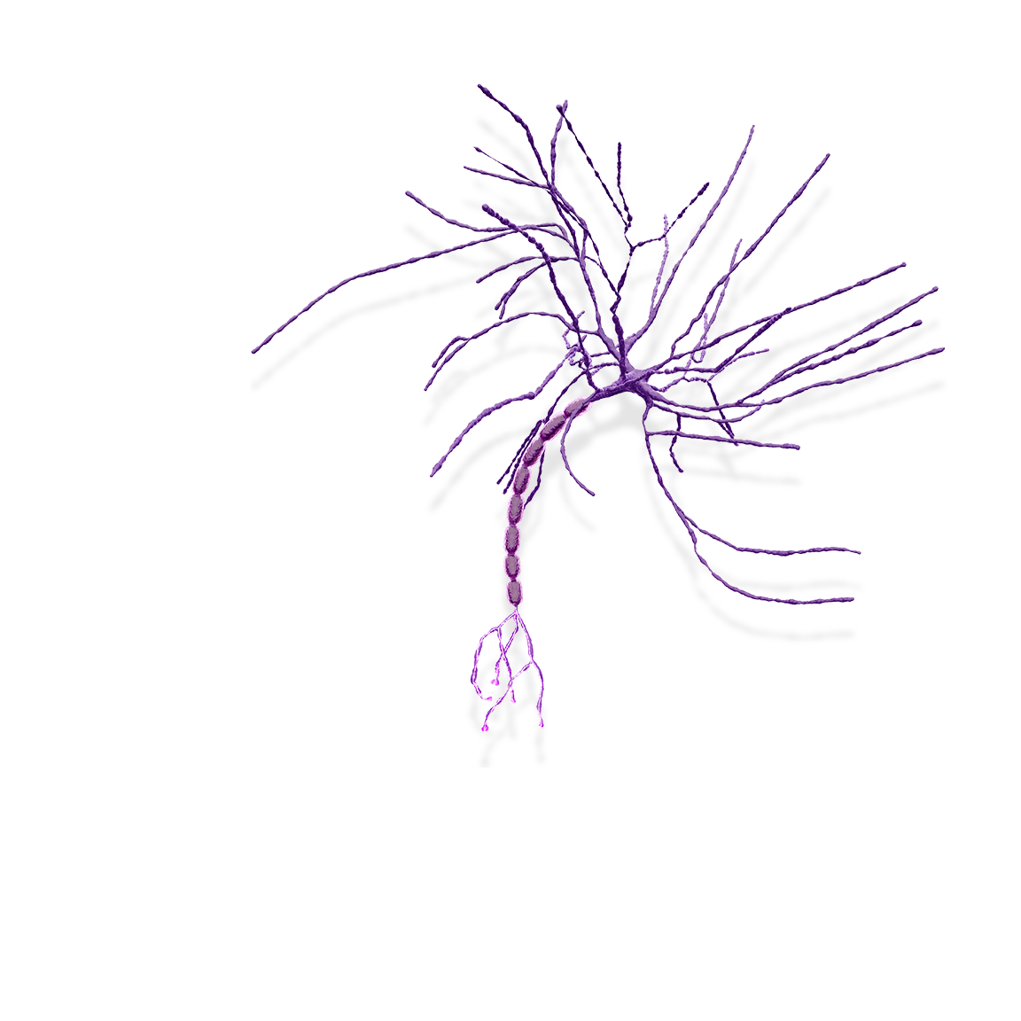 AmplideX Neuron PCR/CE DMPK Kit Genetics Disorders Testing, Genetics Kit