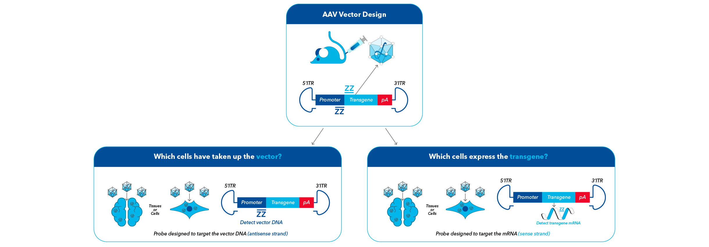 AVV RNAscope infographic