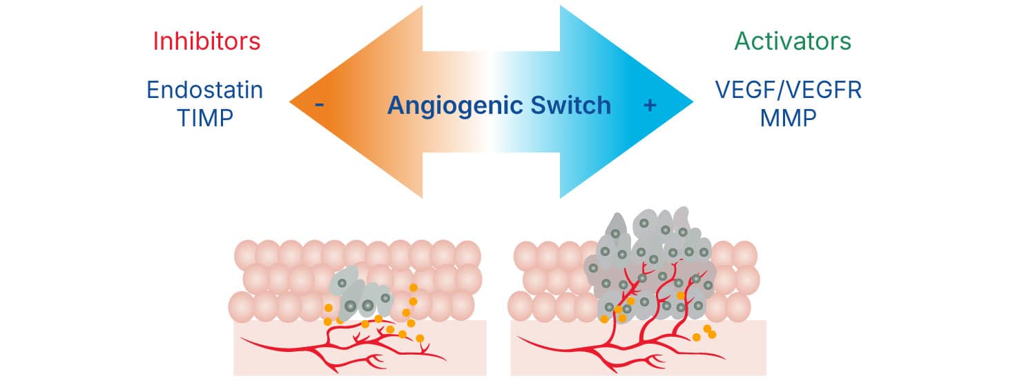 Angiogenic switch