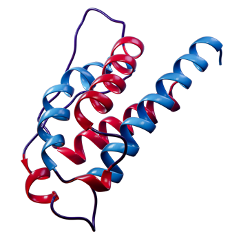 IL-2 protein ribbon structure