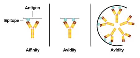 Antibody binding affinity is determined by the net force of weak interactions between a single antibody binding site and its epitope while antibody avidity depends on the net strength of all interactions with an antigen.