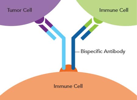 Custom bispecific antibodies for cancer immunotherapy research developed by Bio-Techne’s custom antibody services team.