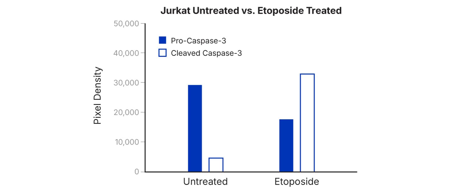 Determination of Relative Levels of Human Apoptosis-related Proteins Using Proteome Profiler Human Apoptosis Array Kit