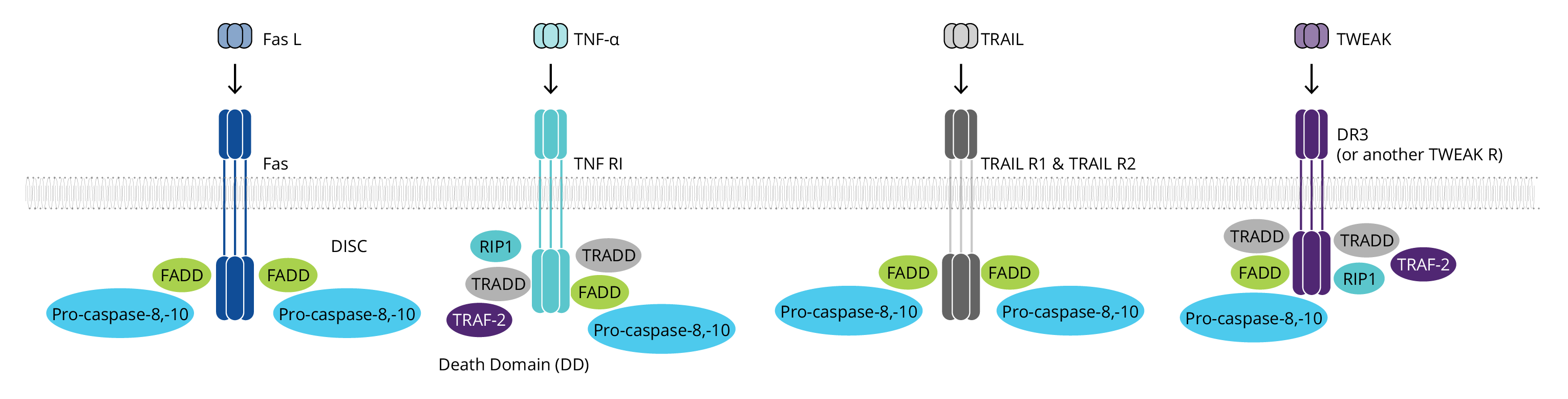 proteins involved in apoptotic signaling