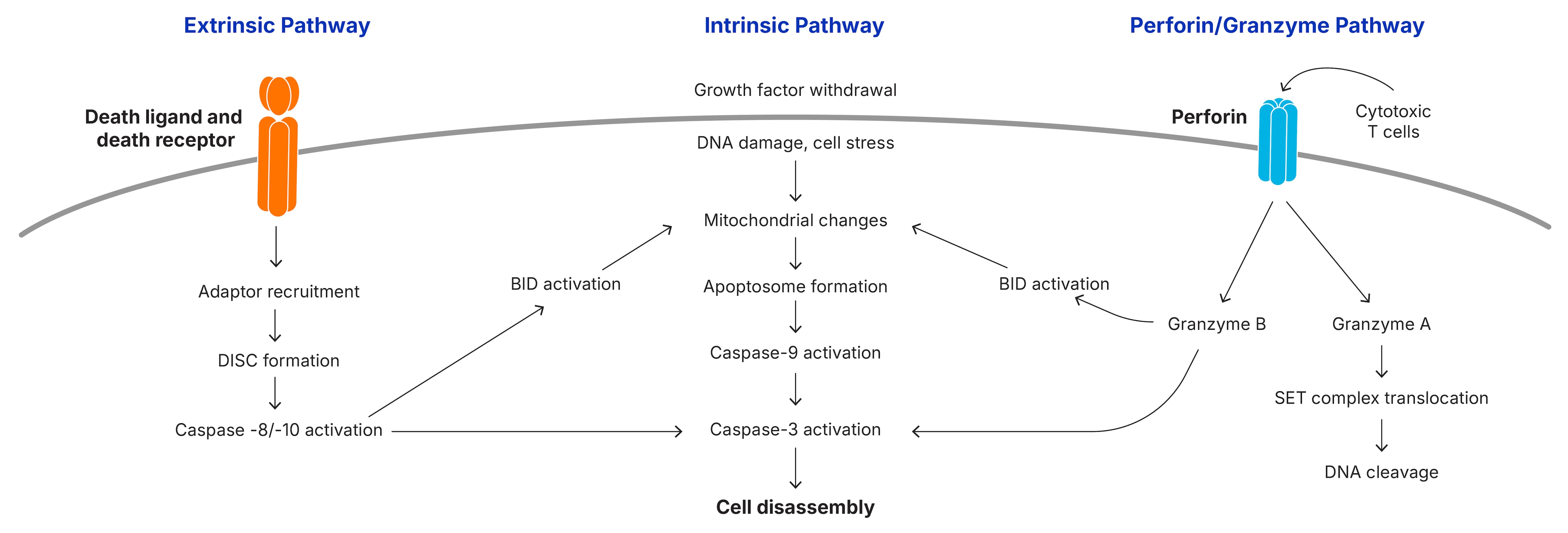 Apoptosis Signaling | Bio-Techne