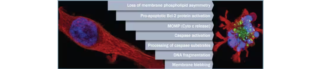 Apoptosis Detection Methods