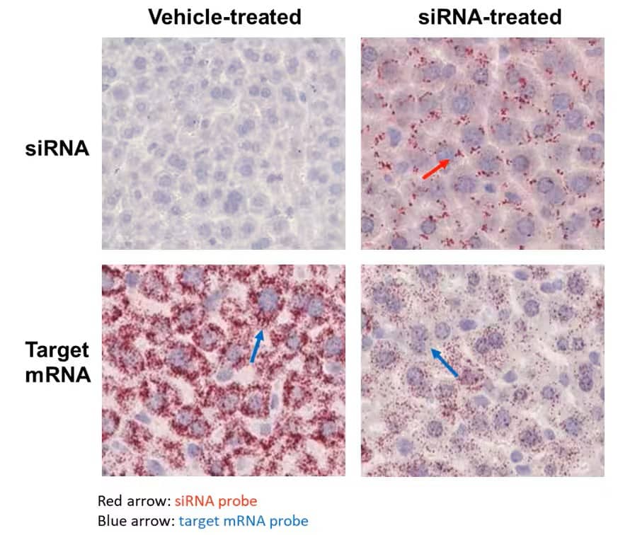 Infographic RNAscope & gene therapy